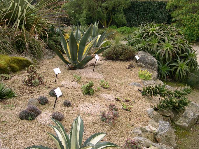  plantes rocailleuses